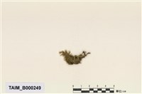 藏品(東亞同葉苔)的圖片